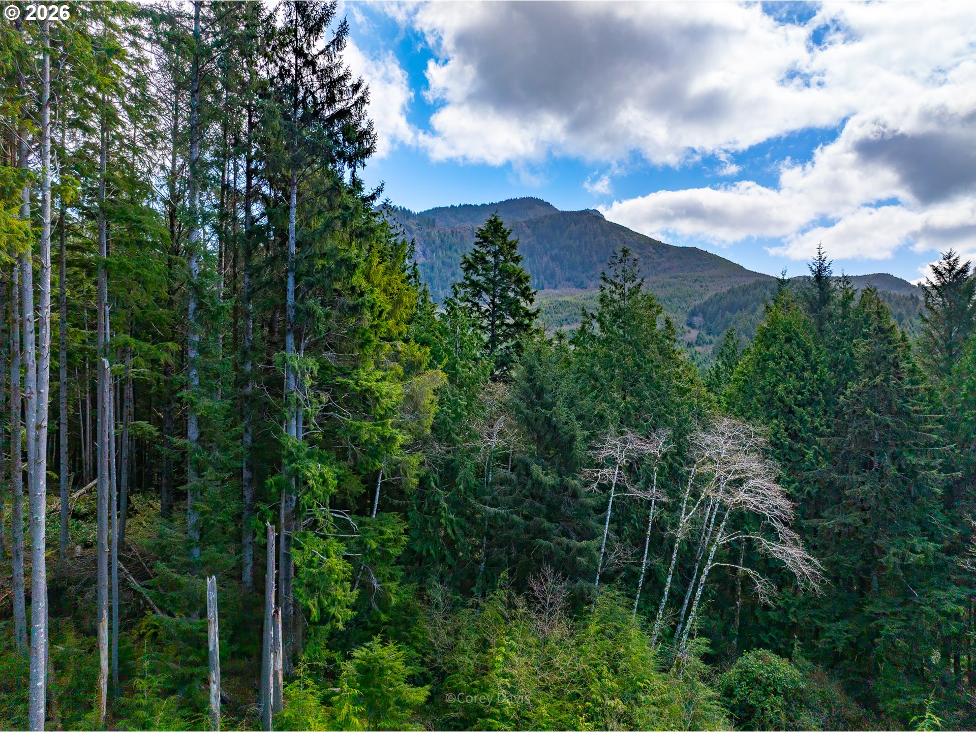0 Walsh Lane Arch Cape, OR 97102 - Photo 4 of 18 a view of a garden