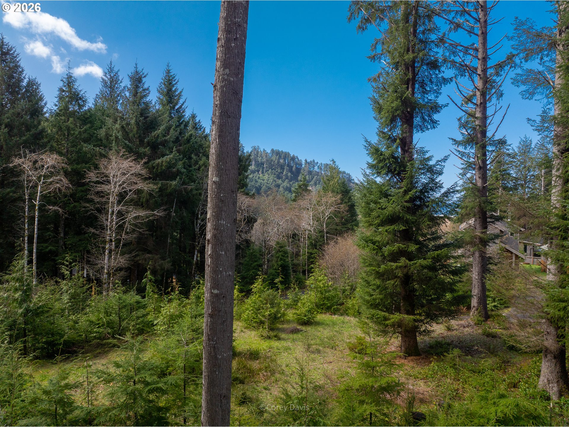 0 Walsh Lane Arch Cape, OR 97102 - Photo 8 of 18 a view of a forest