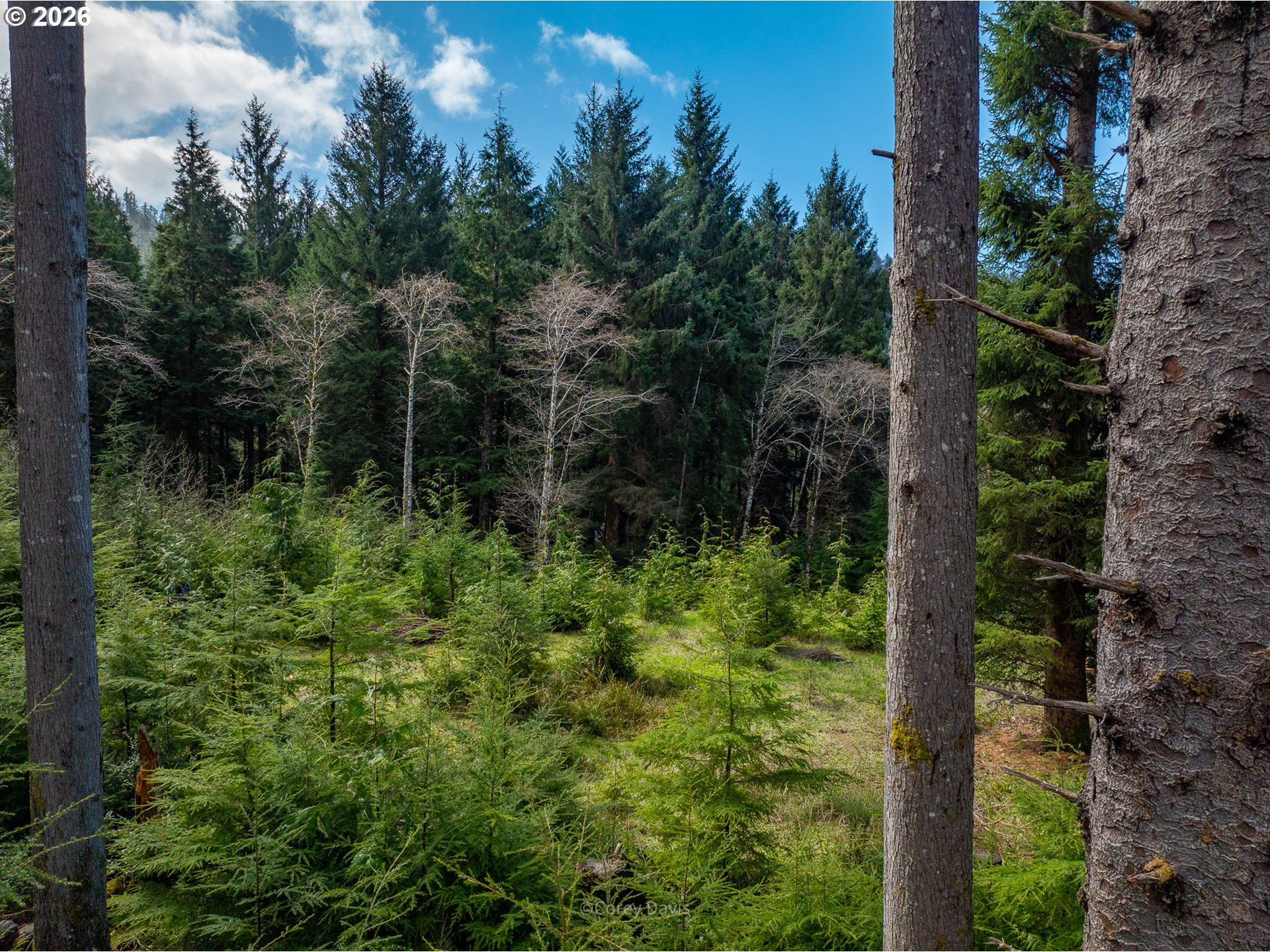 0 Walsh Lane Arch Cape, OR 97102 - Photo 9 of 18 a view of a garden
