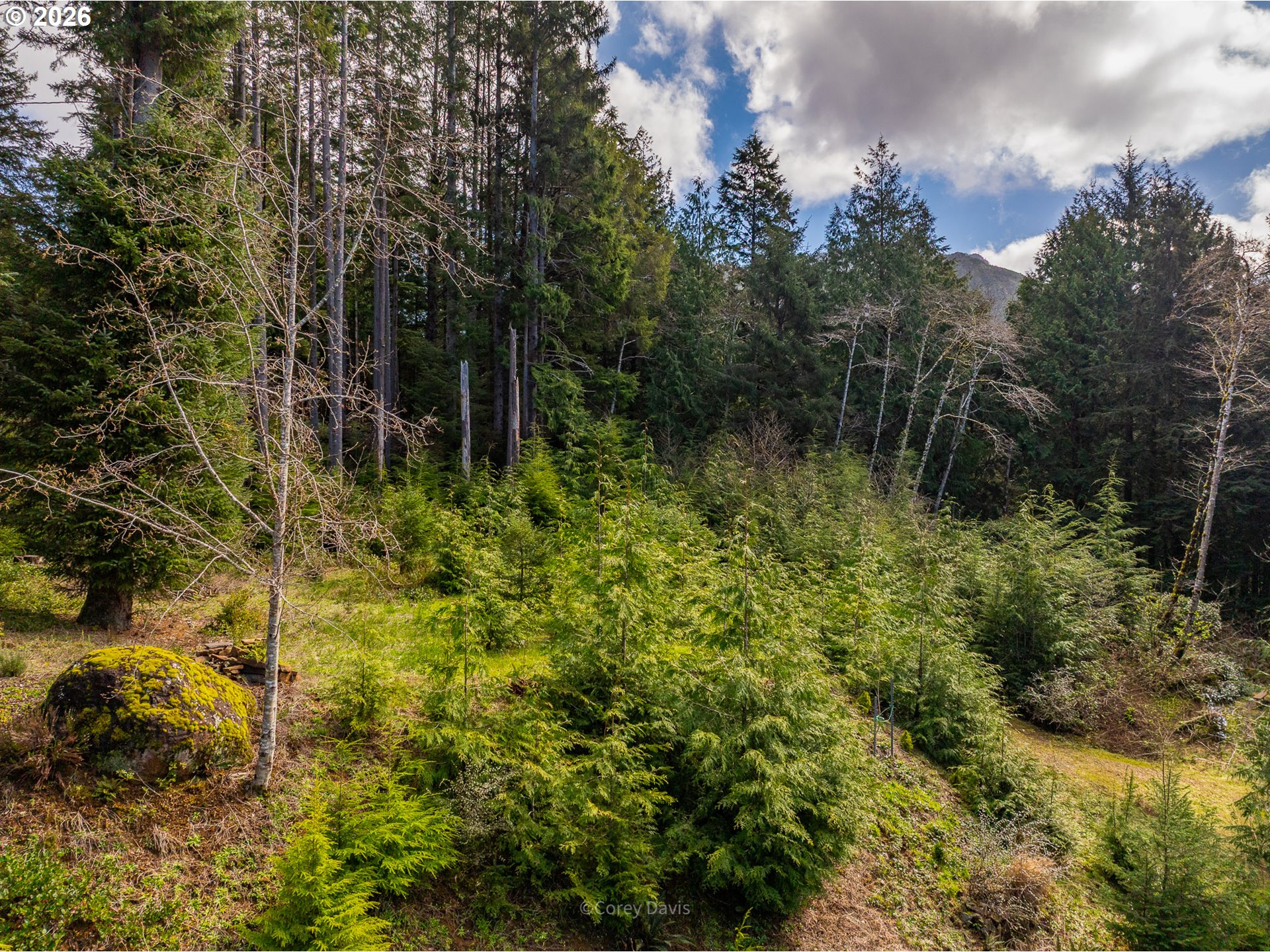 0 Walsh Lane Arch Cape, OR 97102 - Photo 10 of 18 a view of a garden