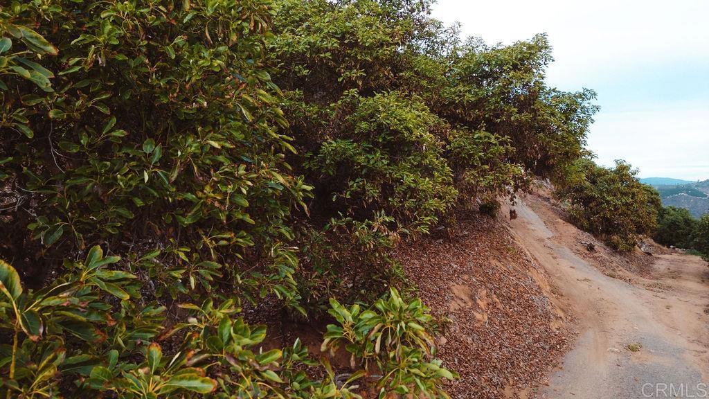 1411 Wild Acres Road Vista, CA 92084 - Photo 13 of 18 a view of a yard with plants and trees