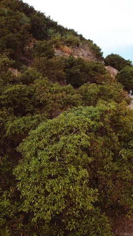 a view of a yard with plants and large trees