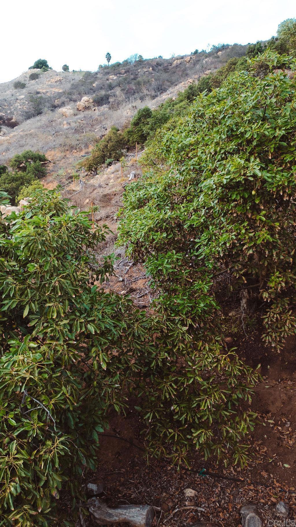 1411 Wild Acres Road Vista, CA 92084 - Photo 15 of 18 a view of a lush green forest with lush green forest