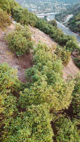 a view of a forest with a street