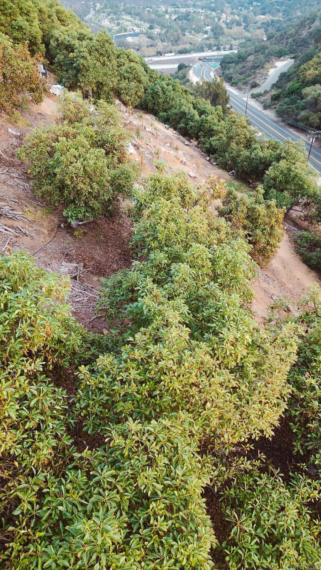 1411 Wild Acres Road Vista, CA 92084 - Photo 16 of 18 a view of a yard with plants and large trees