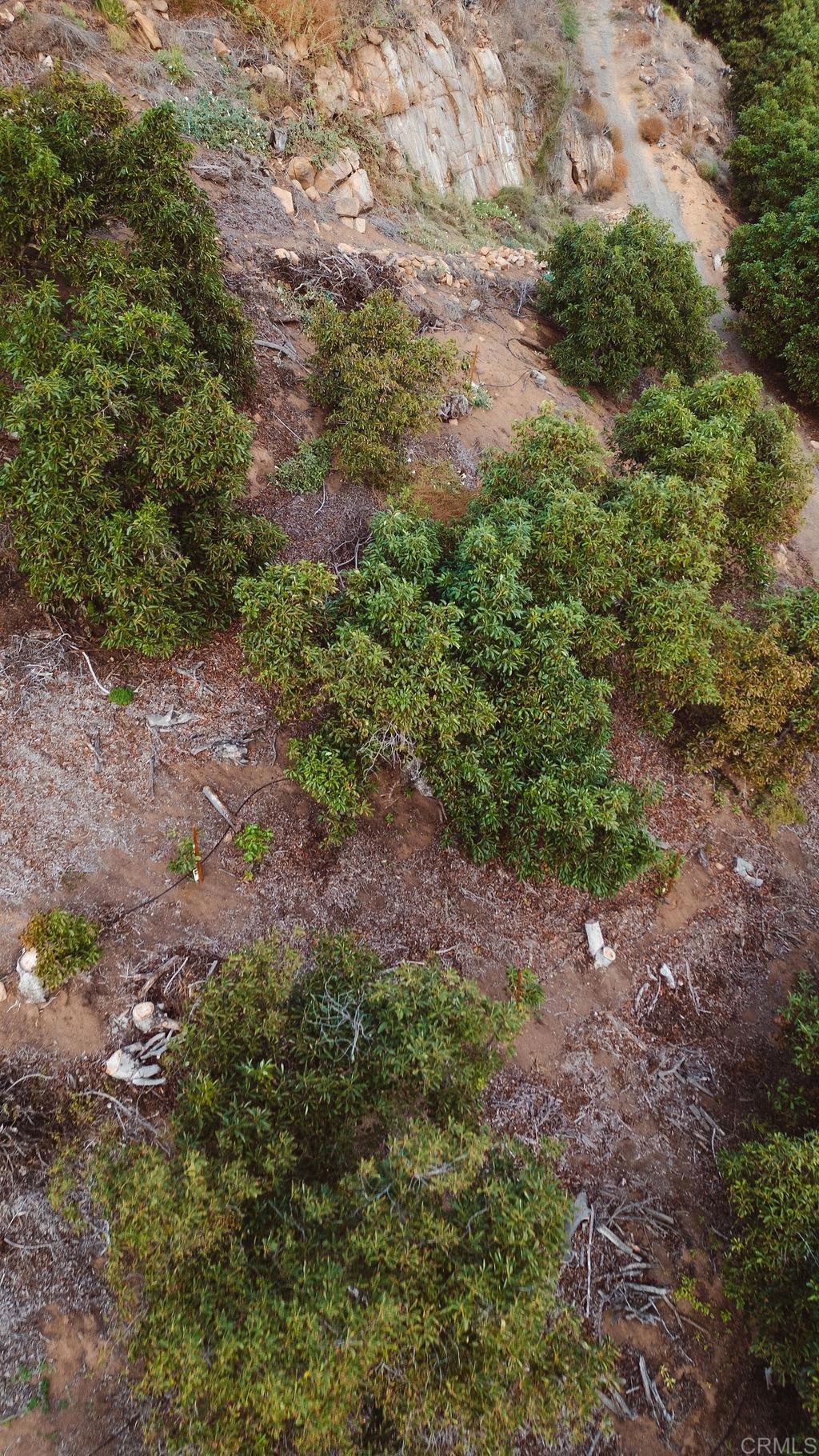 1411 Wild Acres Road Vista, CA 92084 - Photo 17 of 18 a view of a forest with trees