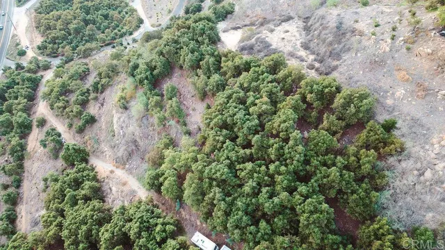 a view of a yard with plants and tree