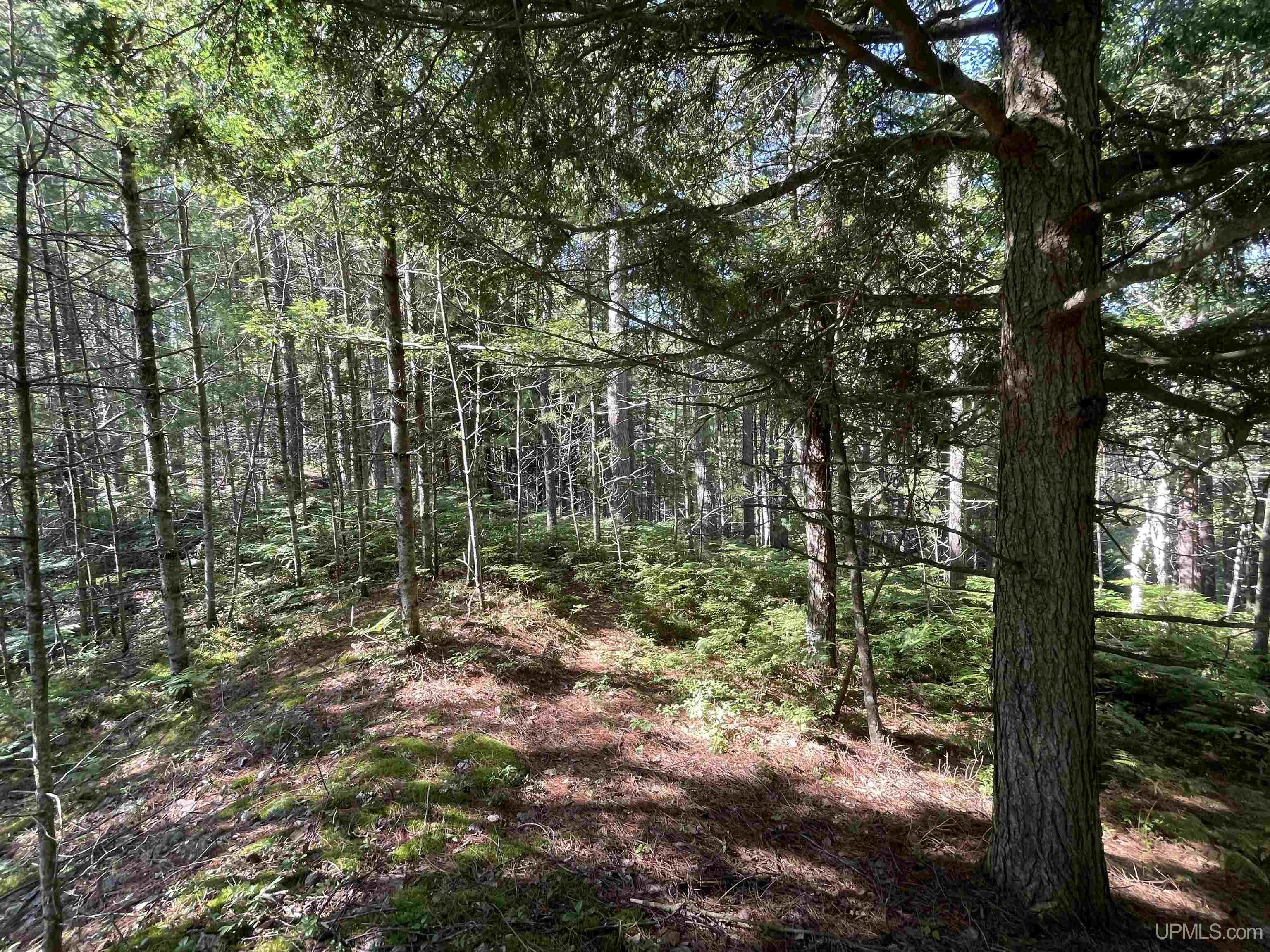 Tbd South Lake Michigan Road Gulliver, MI 49840 - Photo 11 of 16 Gallery Image 11