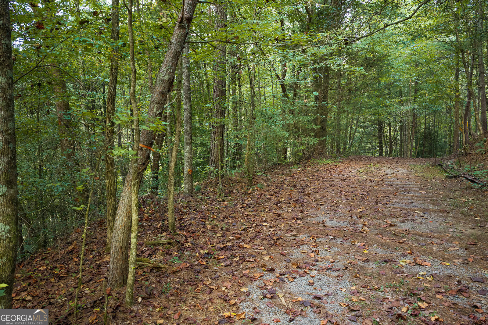 Lt14-17 Conasauga Road Ellijay, GA 30540 - Photo 4 of 19 Gallery Image 4