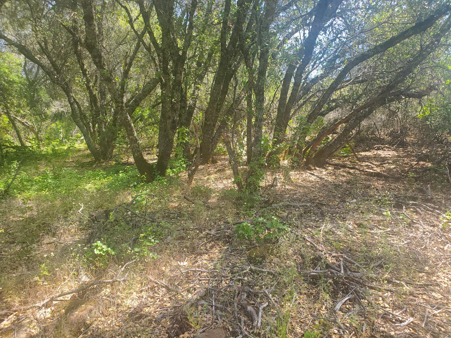 1190 Jurgens Road Rescue, CA 95672 - Photo 4 of 29 a view of forest