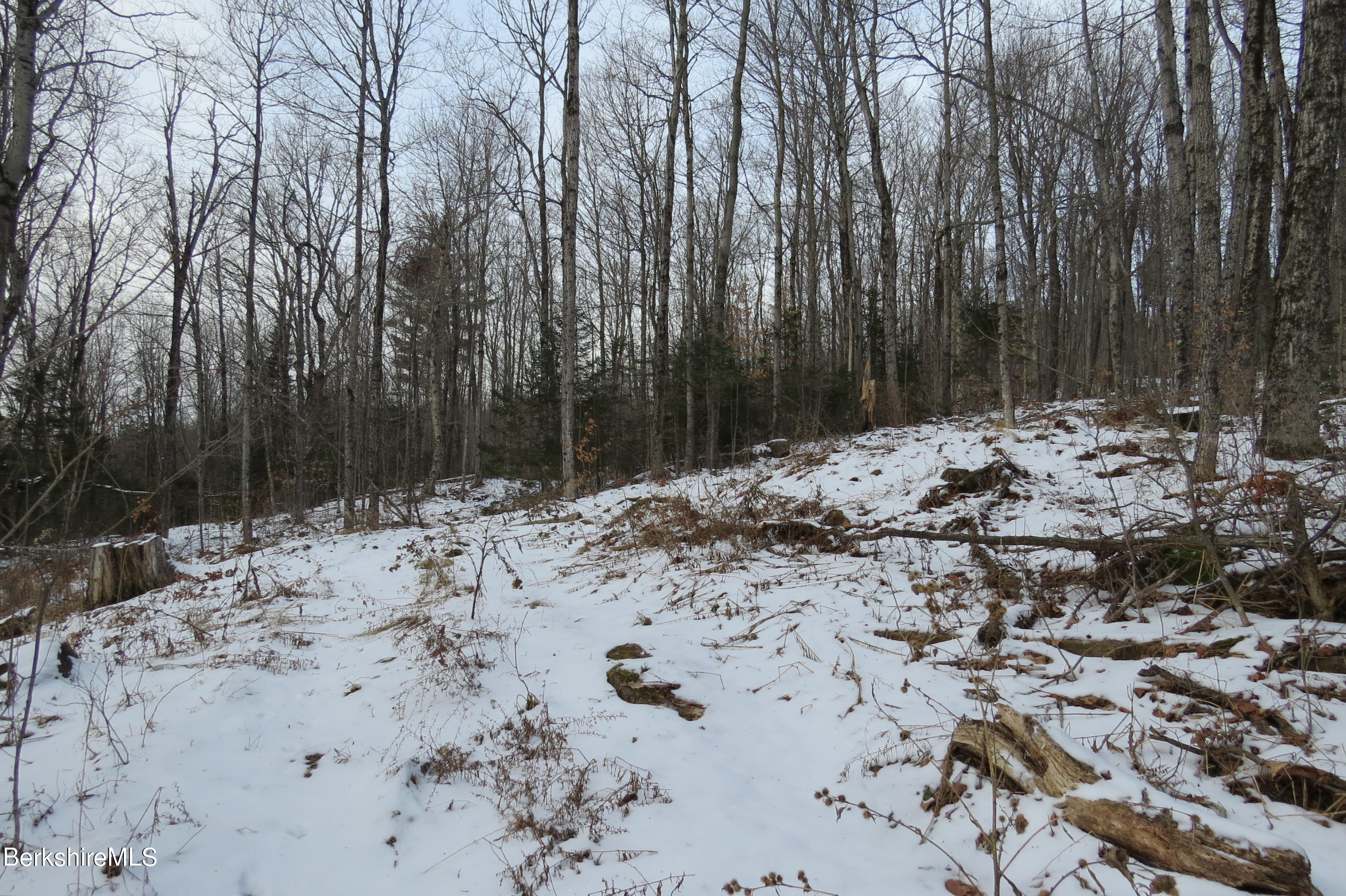 0 Bailey Hill Road Readsboro, VT 05350 - Photo 11 of 16 a view of a dry yard with trees
