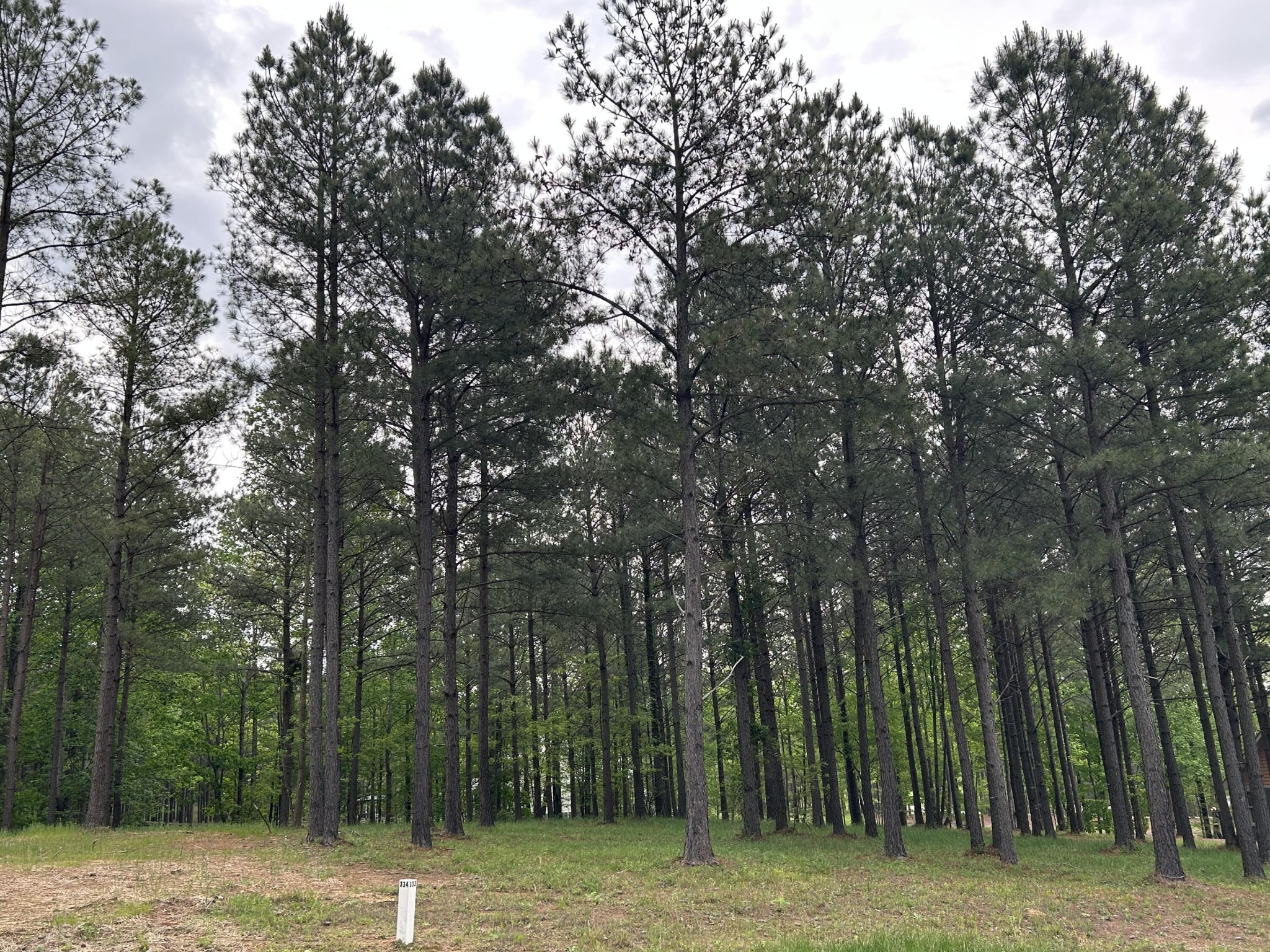 140 Foxtrot Lane Jasper, TN 37347 - Photo 13 of 31 a view of a field with trees in the background