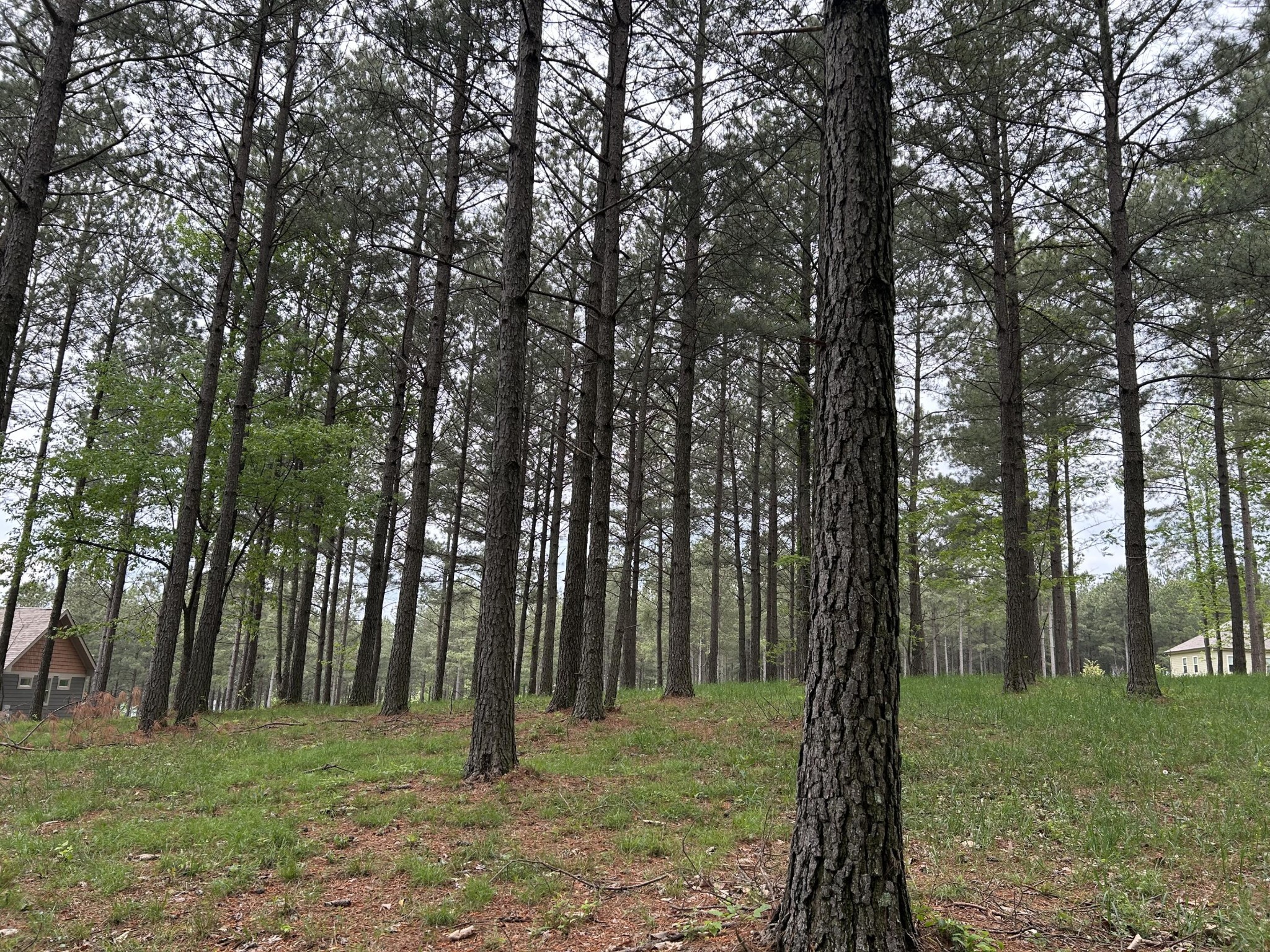 140 Foxtrot Lane Jasper, TN 37347 - Photo 6 of 31 a big yard with lots of trees