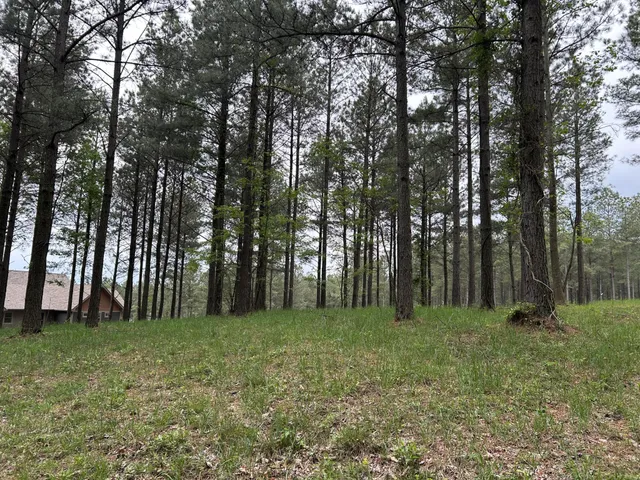 a view of outdoor space with trees all around