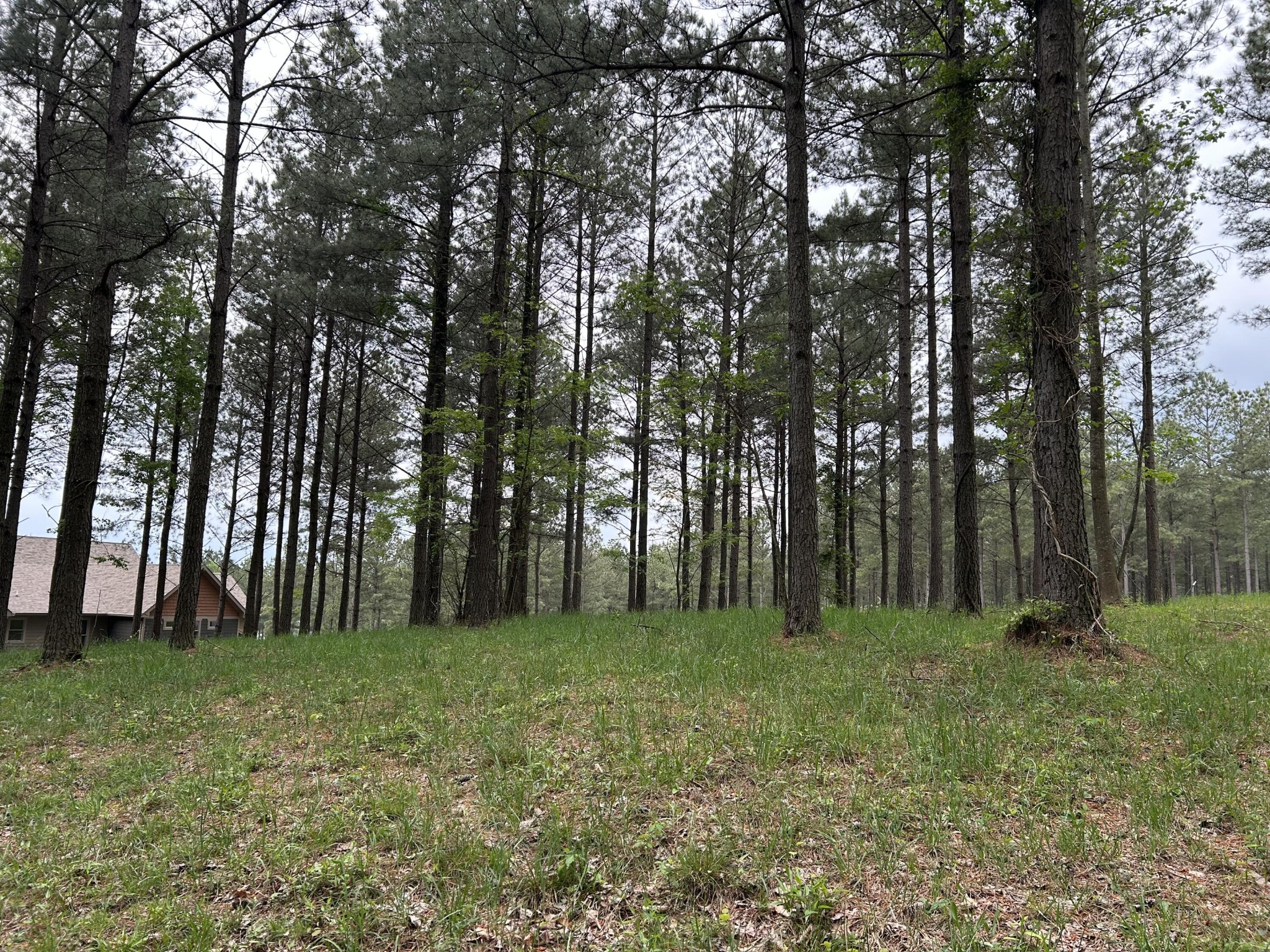 140 Foxtrot Lane Jasper, TN 37347 - Photo 7 of 31 a view of outdoor space with trees all around