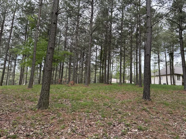 a view of a trees in a yard