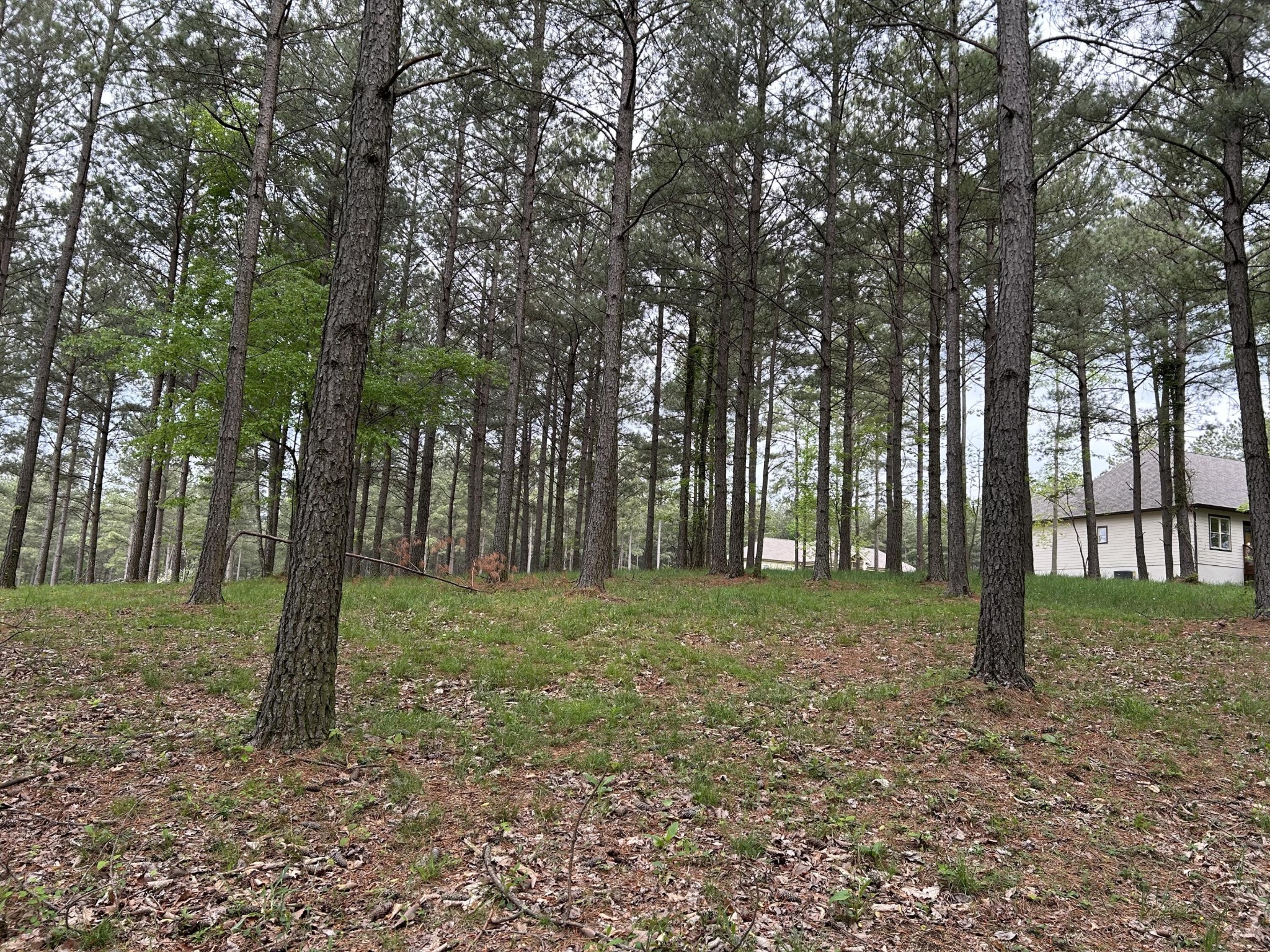 140 Foxtrot Lane Jasper, TN 37347 - Photo 8 of 31 a view of a trees in a yard
