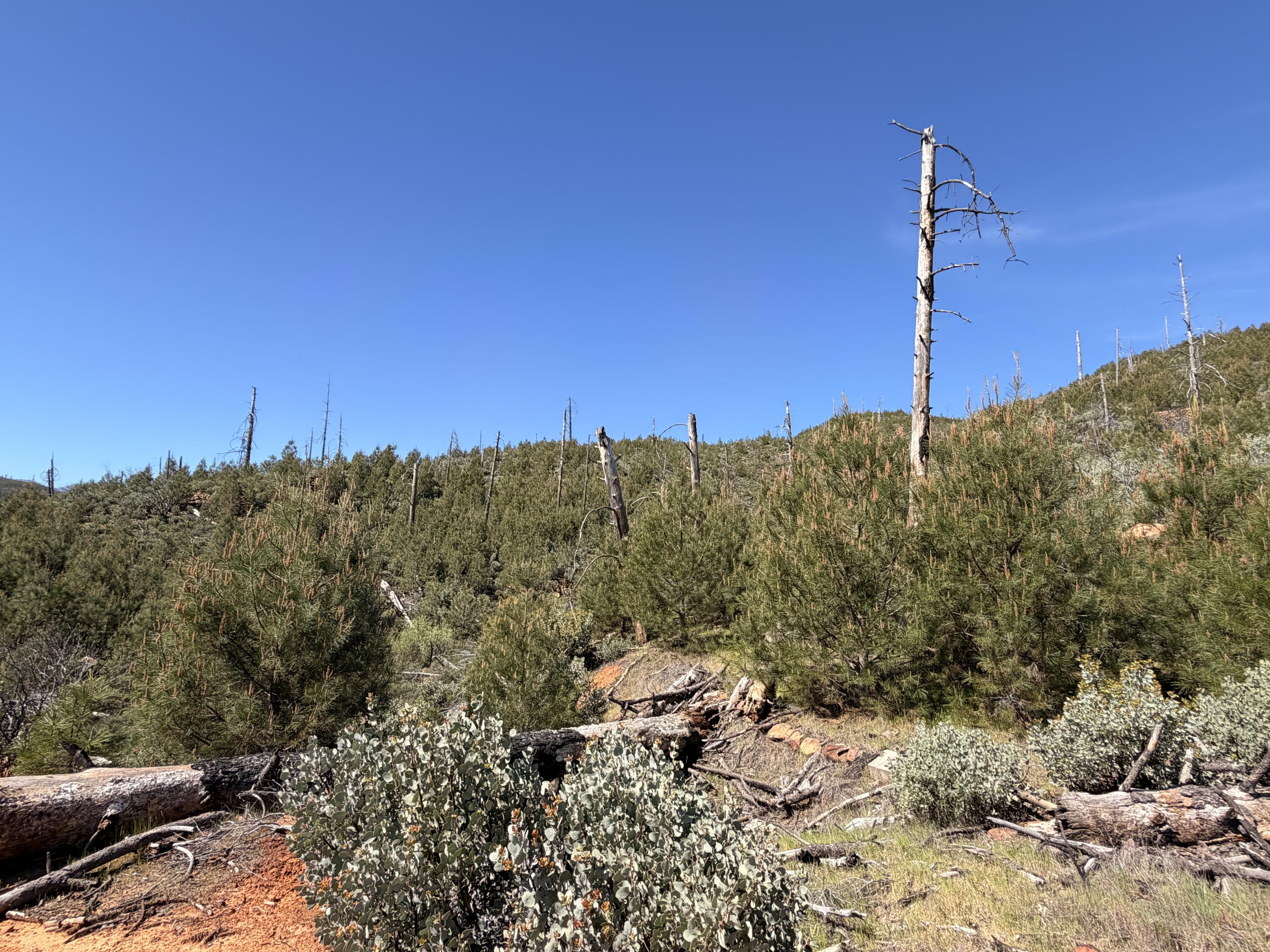 Iron Mountain Road Redding, CA 96001 - Photo 21 of 34 IMG_7151