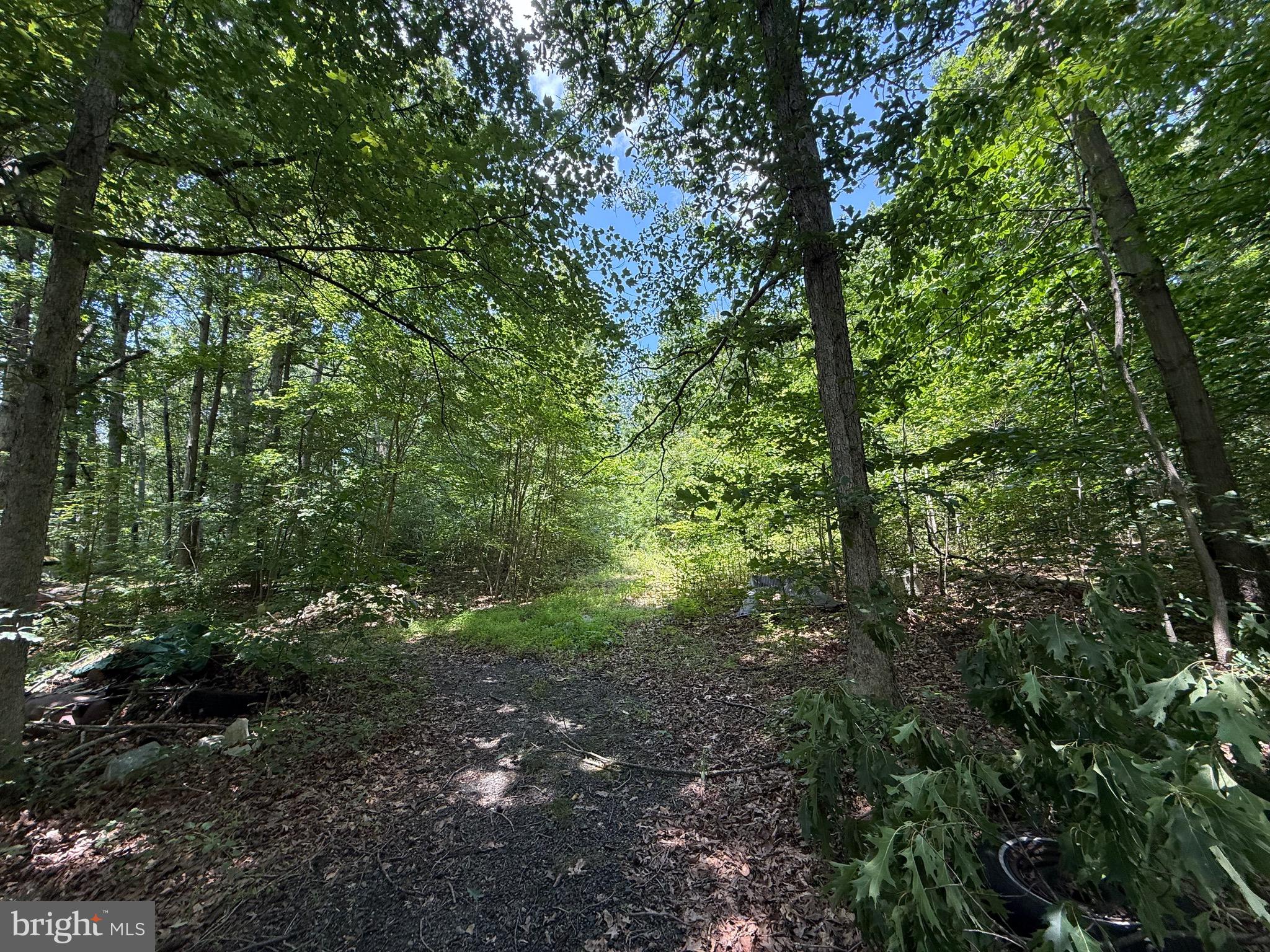 a view of a forest with lots of trees