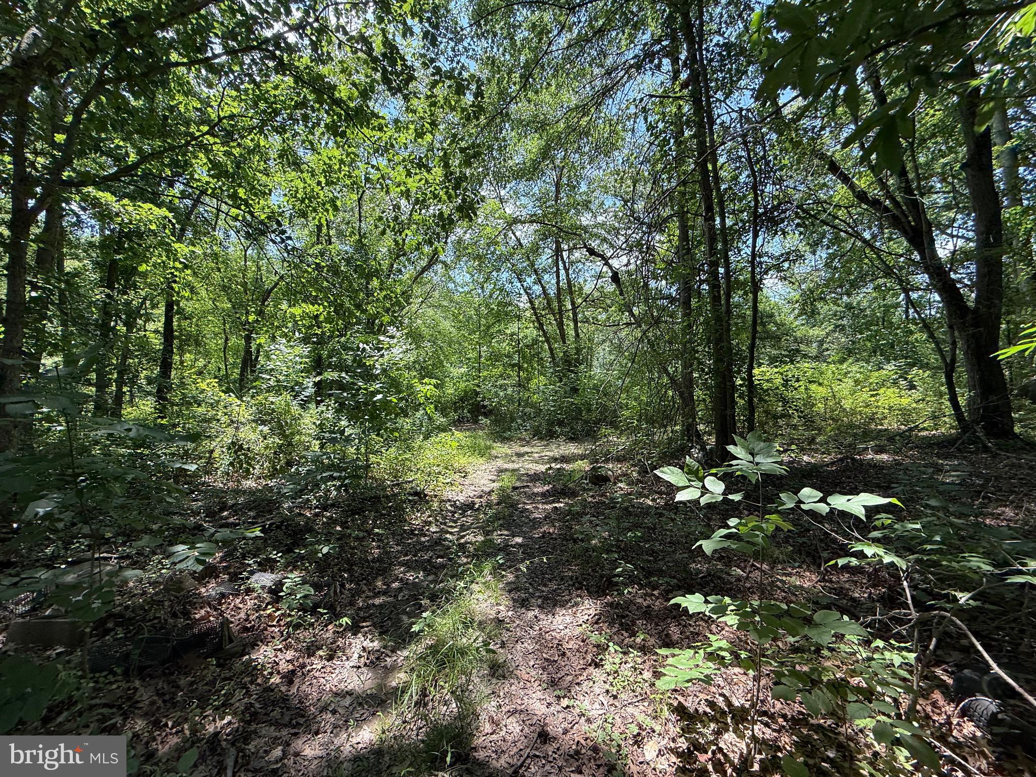 Spesutia Road Aberdeen, MD 21001 - Photo 2 of 10 a view of a forest with trees