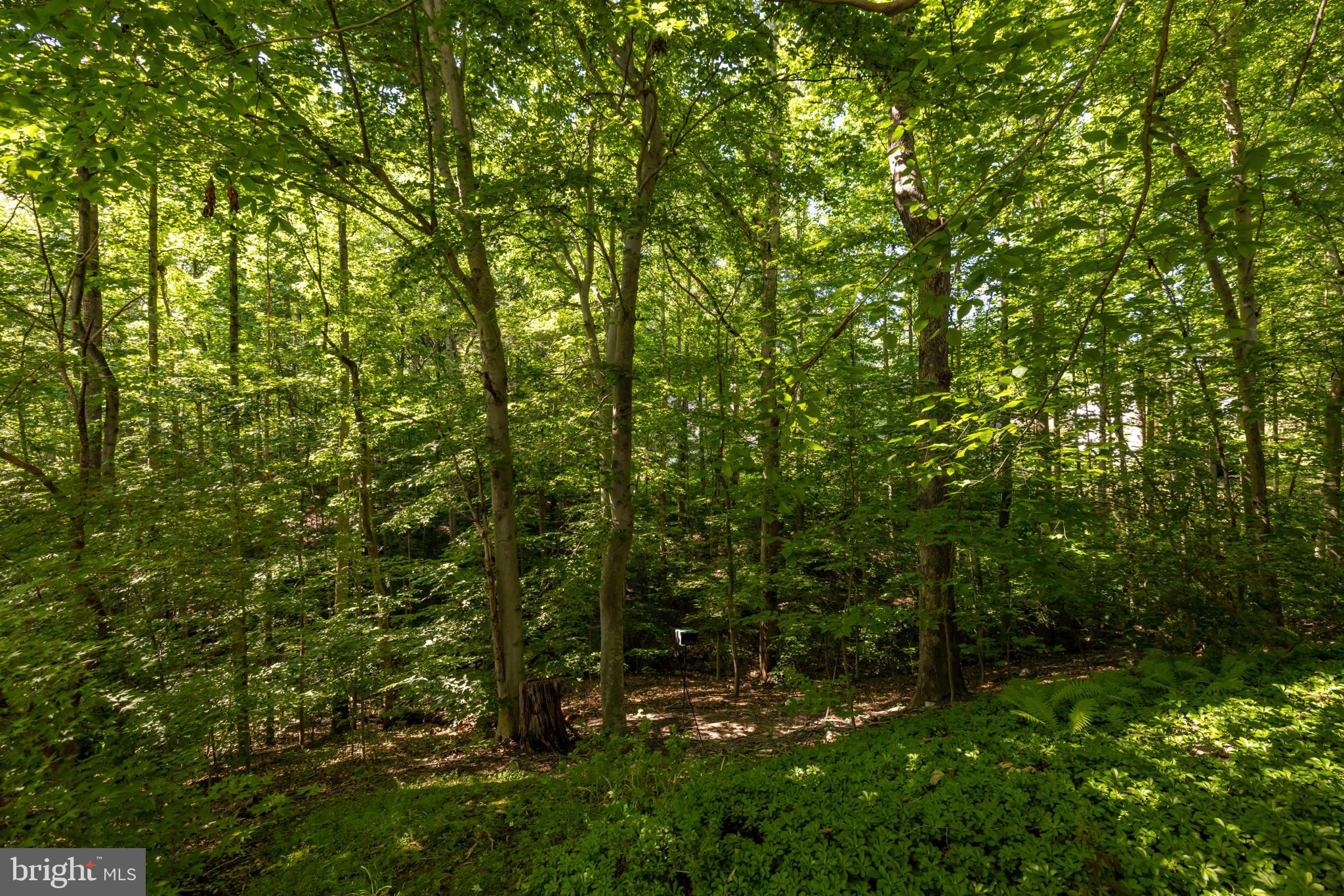 7142 Rolling Forest Avenue Springfield, VA 22152 - Photo 23 of 40 Backyard