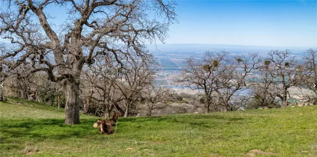 a view of a forest with a mountain