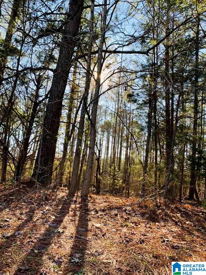 51 County Road Woodland, AL 36280 - Photo 4 of 4