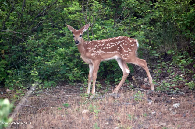 $799,000 | 9067 West Coeur D'Alene Drive, Spirit Lake, ID 83869
