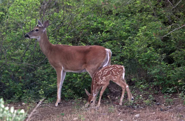 $799,000 | 9067 West Coeur D'Alene Drive, Spirit Lake, ID 83869