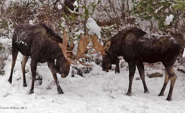 $799,000 | 9067 West Coeur D'Alene Drive, Spirit Lake, ID 83869