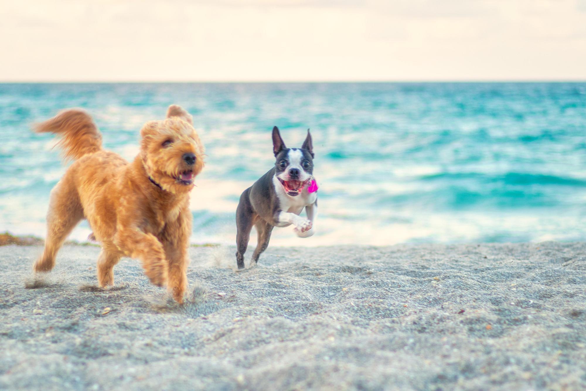 500 Ocean Drive, Unit E2A Juno Beach, FL 33408 - Photo 39 of 40 Dogs at Juno Beach-3