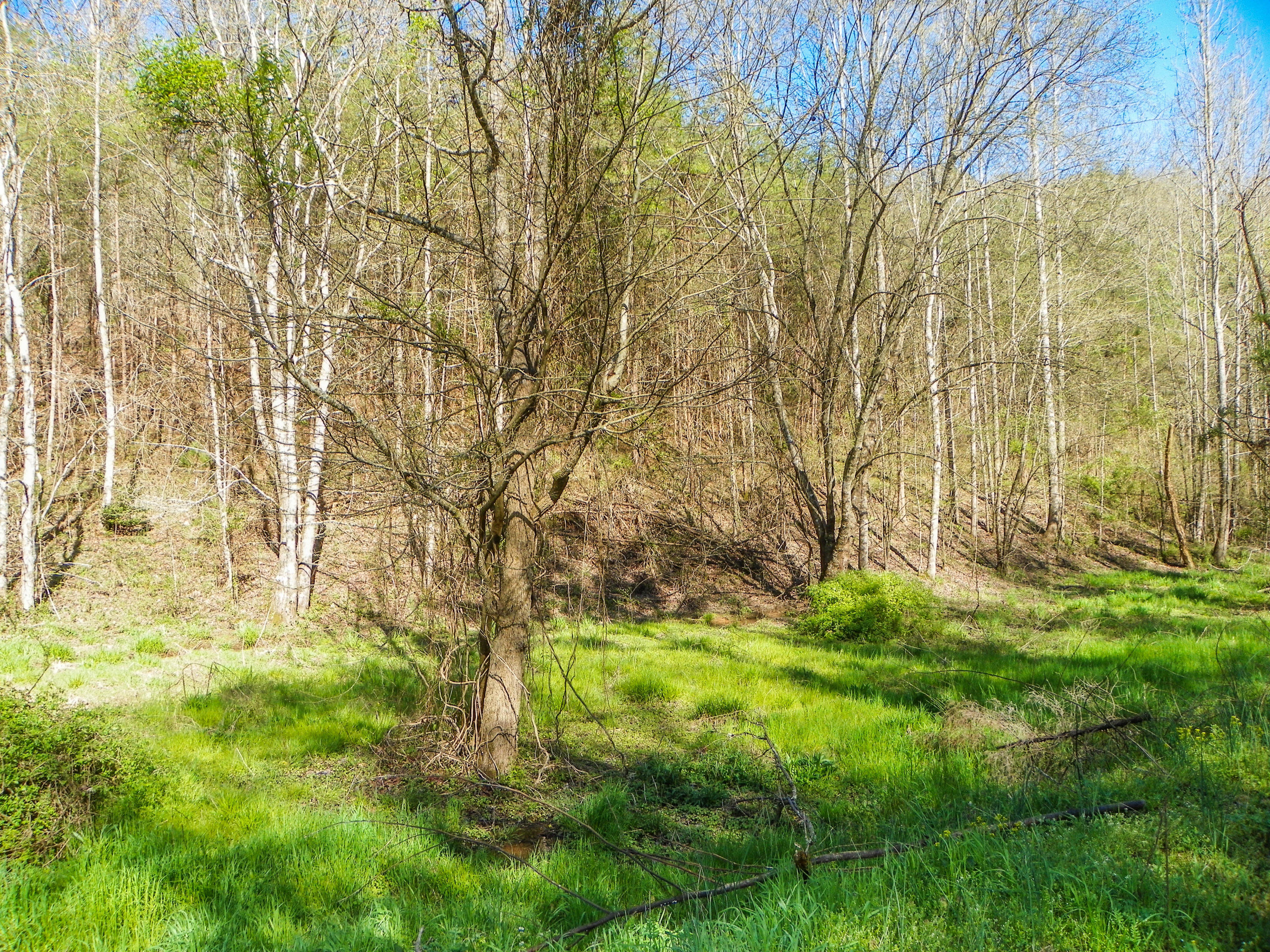 Lot#20 Licking Spring Way Sevierville, TN 37876 - Photo 1 of 6 103_5714