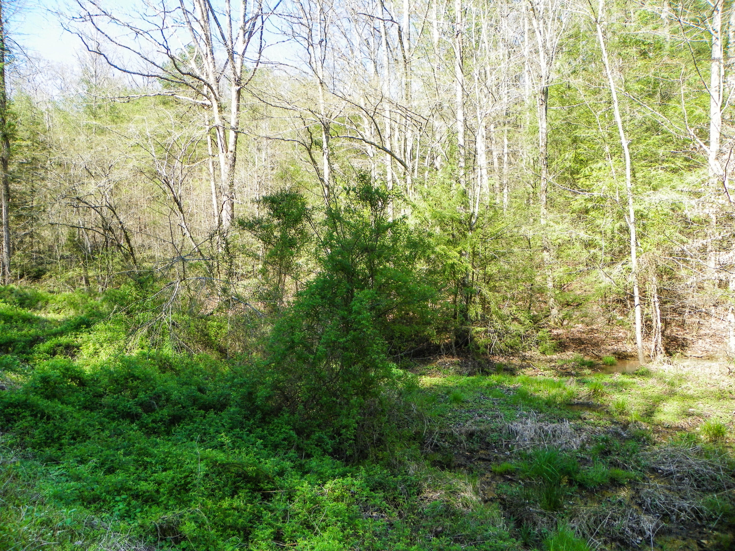 Lot#20 Licking Spring Way Sevierville, TN 37876 - Photo 3 of 6 103_5716