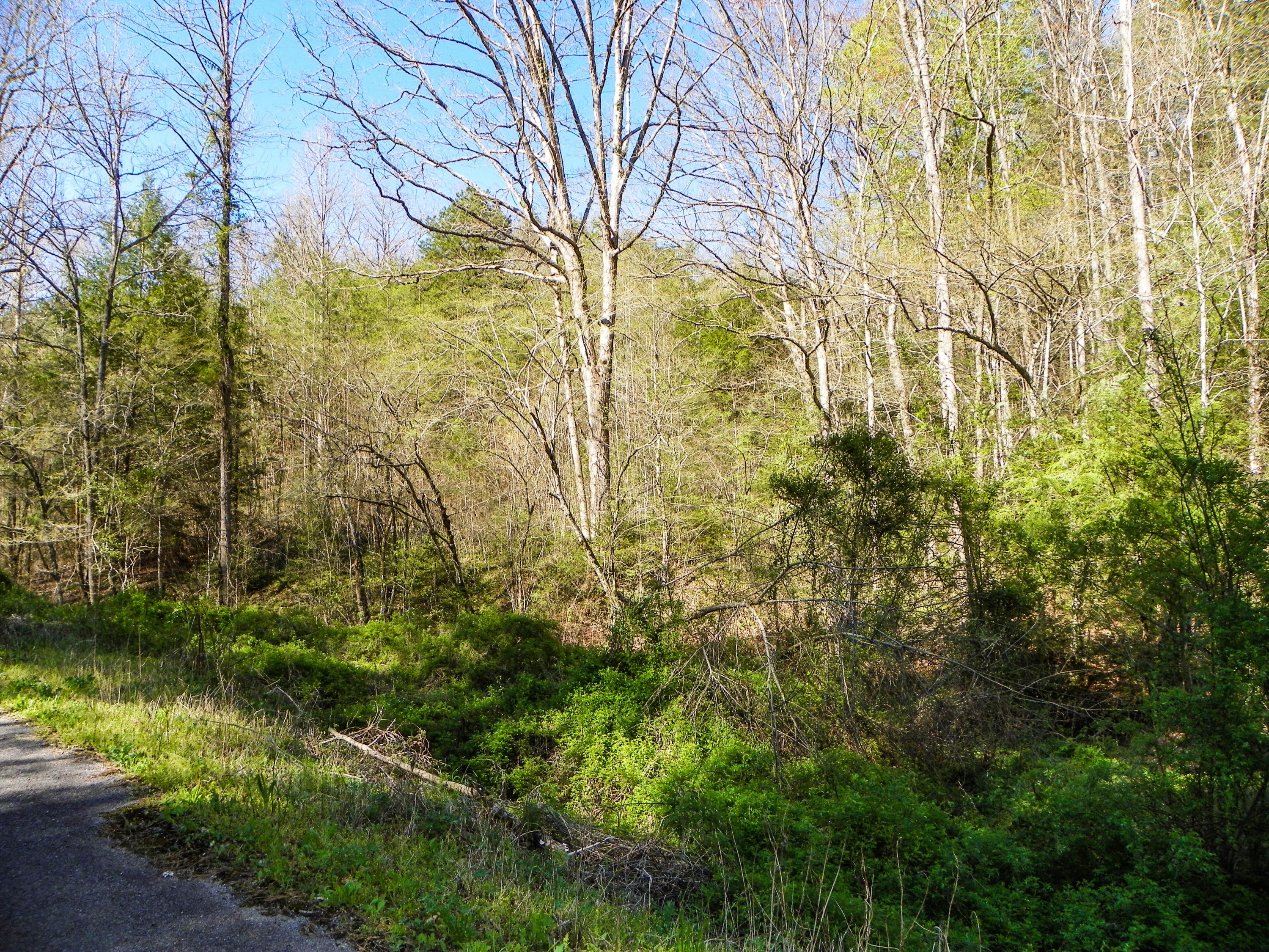 Lot#20 Licking Spring Way Sevierville, TN 37876 - Photo 4 of 6 103_5717