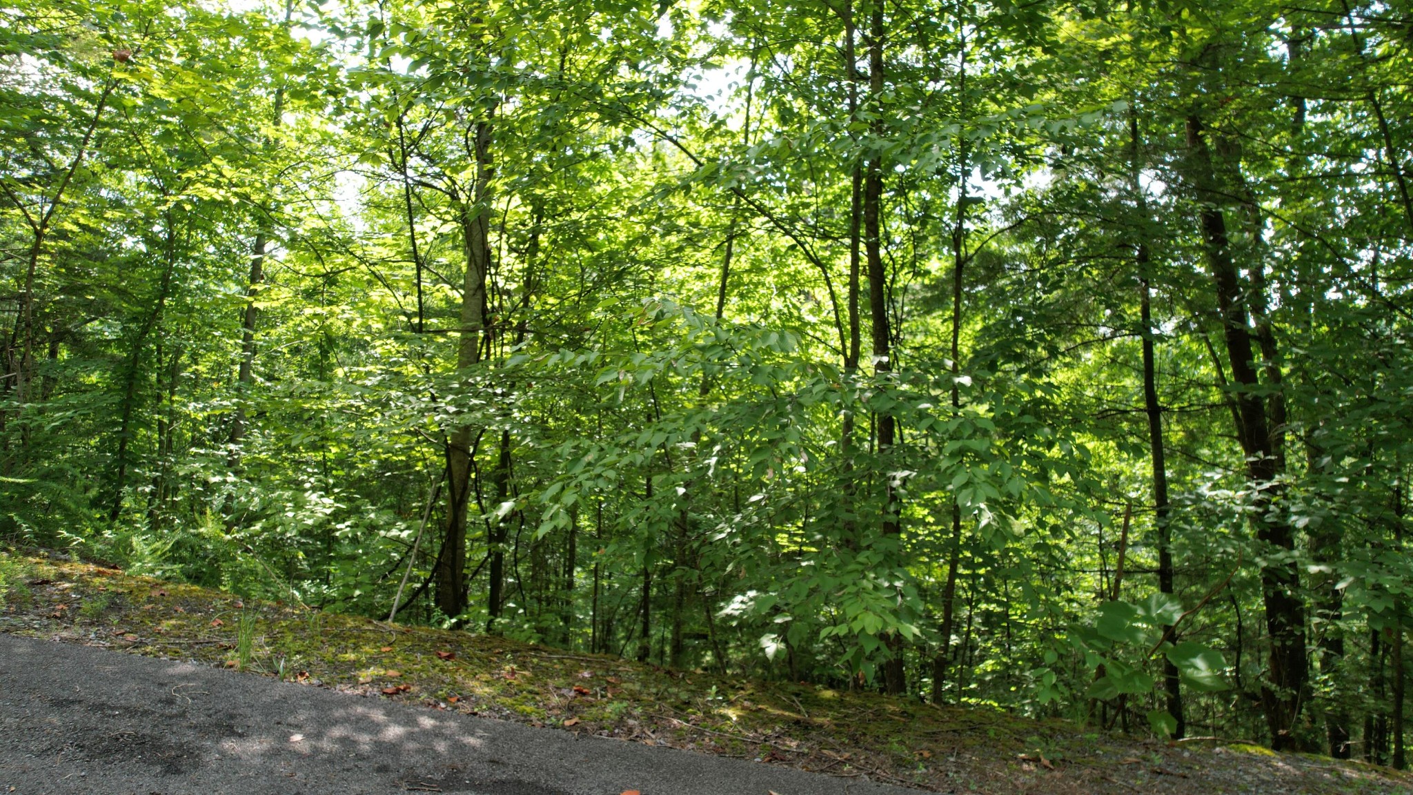 98 Black Powder Lane Sevierville, TN 37862 - Photo 4 of 30