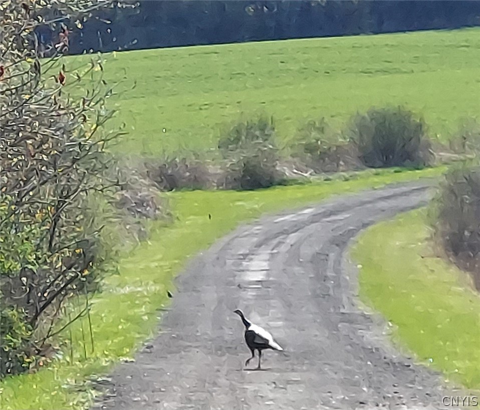 421 Cortland Road Dryden, NY 13068 - Photo 46 of 50 Turkey