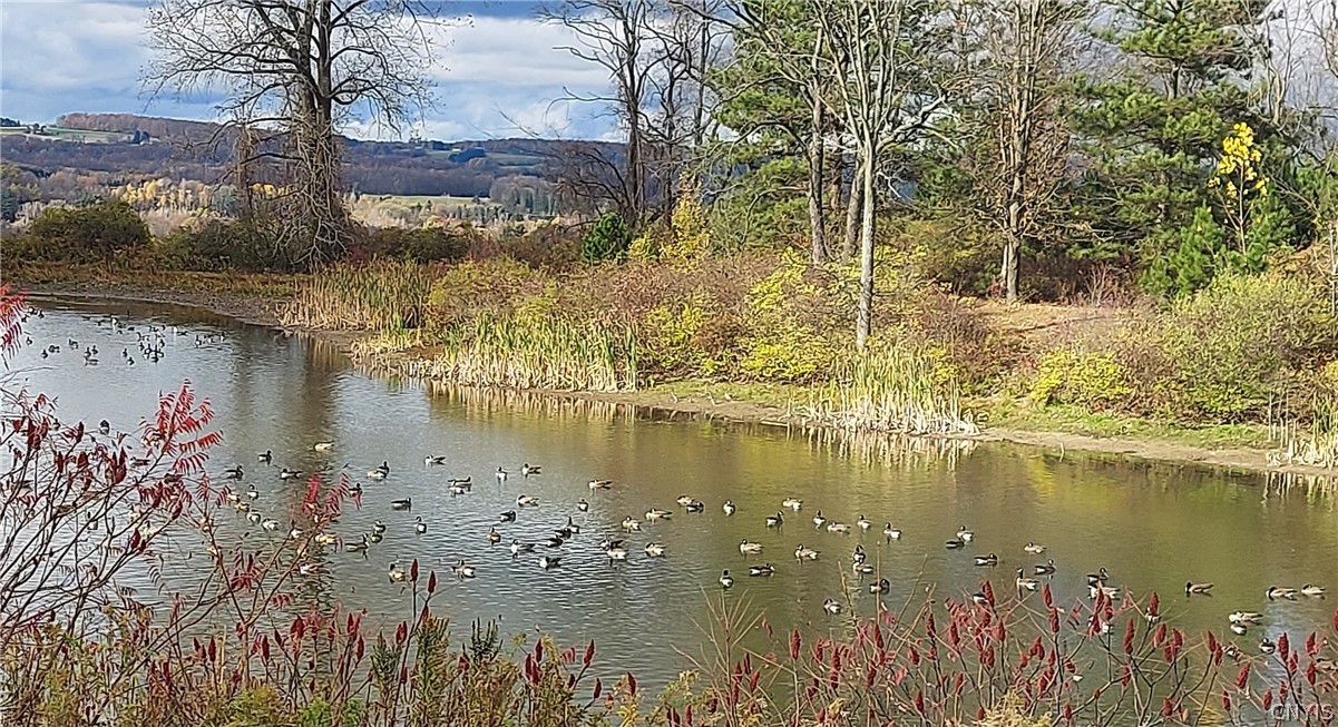 421 Cortland Road Dryden, NY 13068 - Photo 48 of 50 ducks