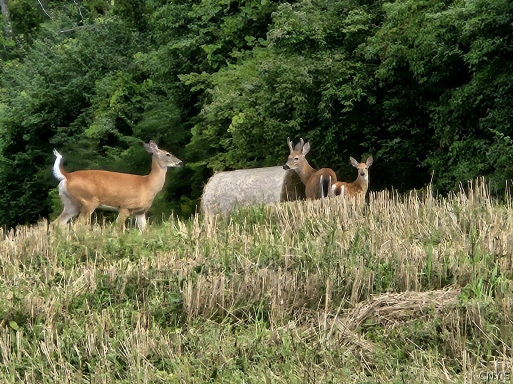421 Cortland Road Dryden, NY 13068 - Photo 49 of 50 Deer