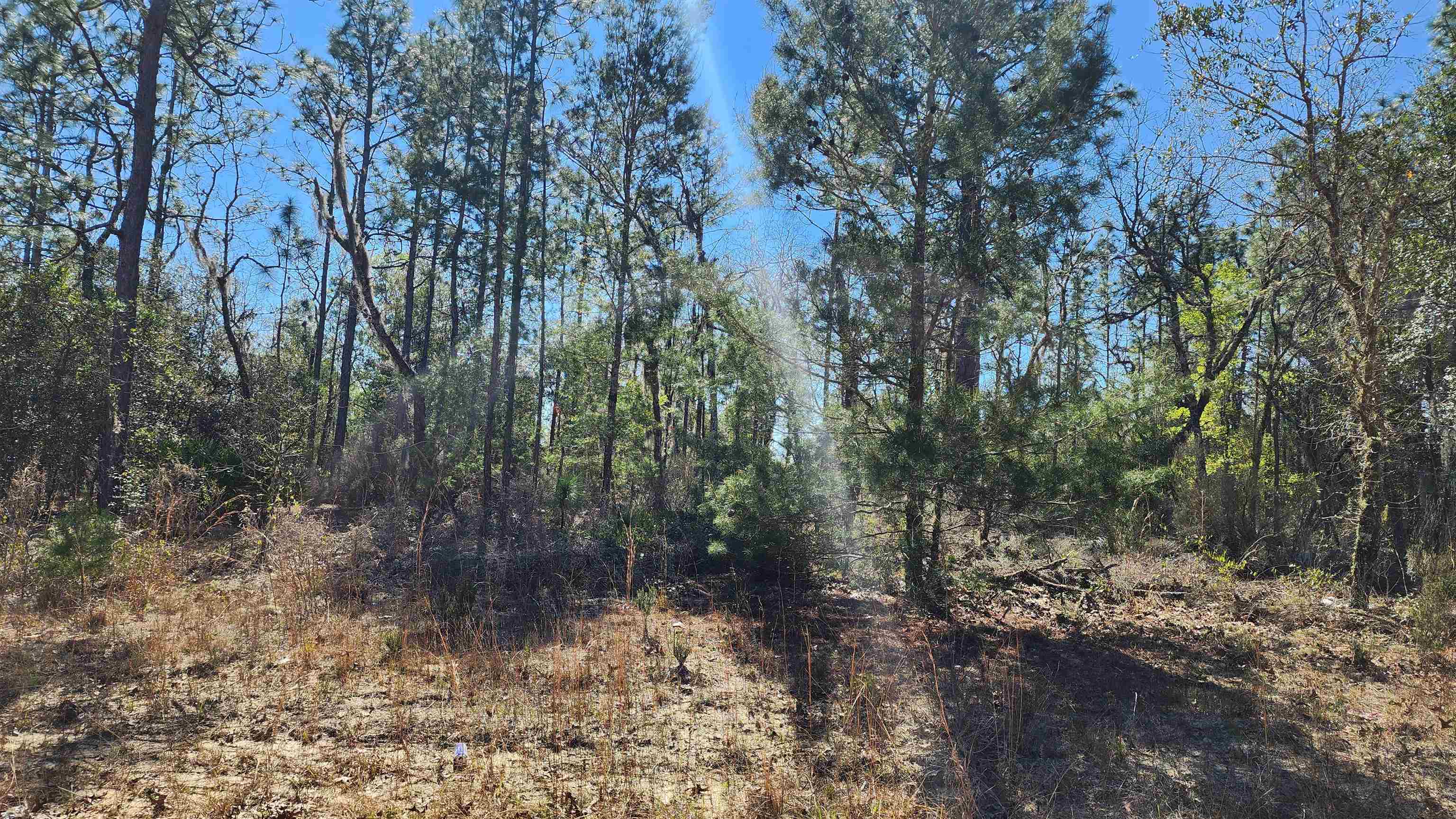Union Avenue Interlachen, FL 32148 - Photo 3 of 3 a view of a forest with trees