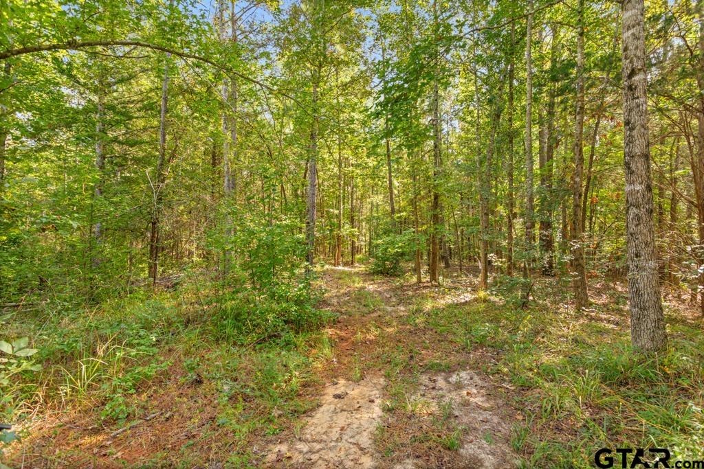 5379 County Road 385 Tyler, TX 75708 - Photo 19 of 44 a view of a yard with a tree