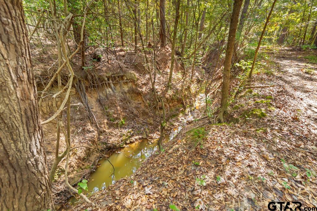 5379 County Road 385 Tyler, TX 75708 - Photo 20 of 44 a close up of a plant