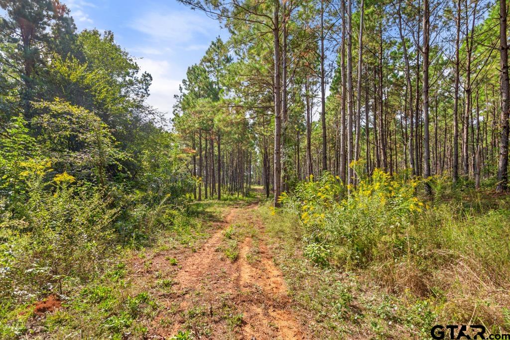 5379 County Road 385 Tyler, TX 75708 - Photo 23 of 44 a view of garden