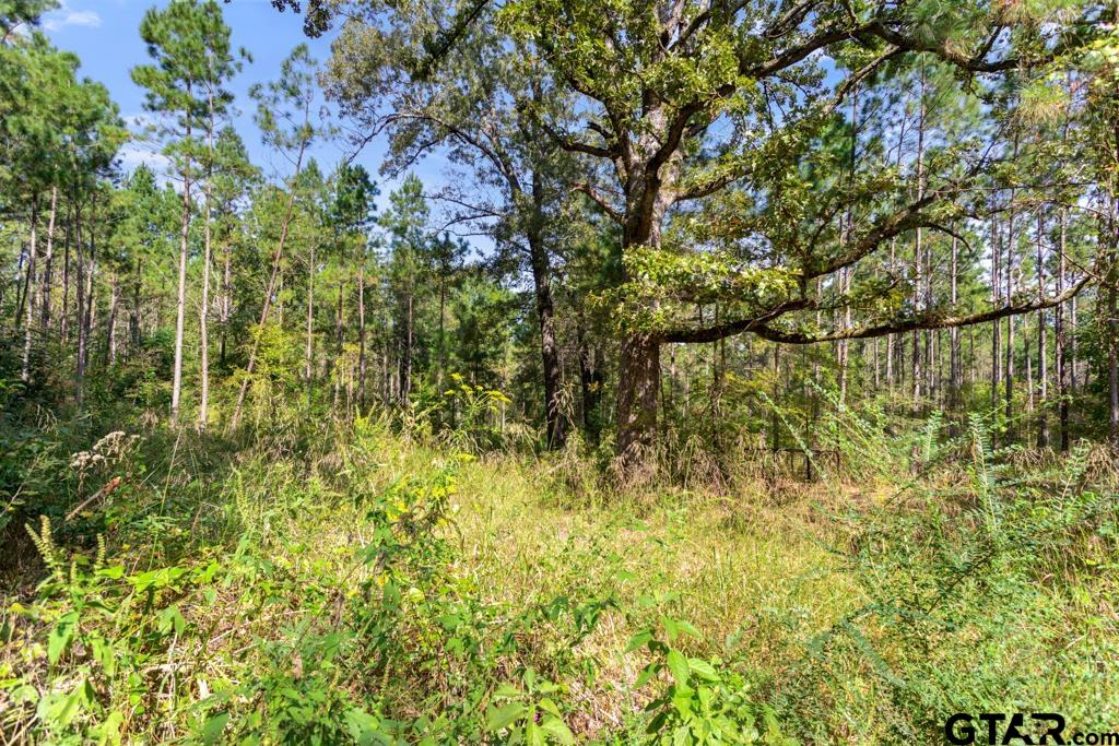 5379 County Road 385 Tyler, TX 75708 - Photo 29 of 44 a view of a yard