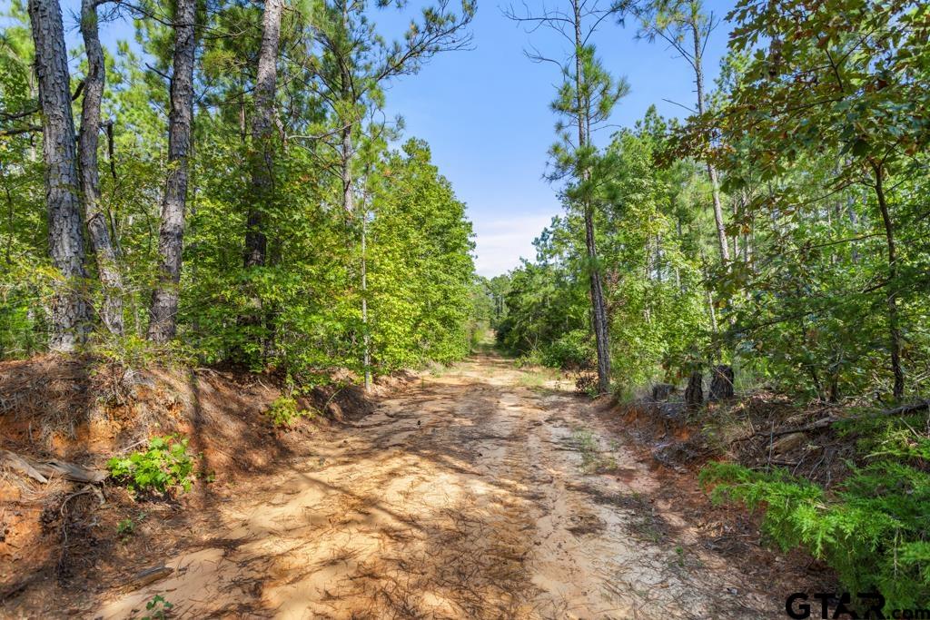 5379 County Road 385 Tyler, TX 75708 - Photo 31 of 44 a view of a yard with plants and large trees