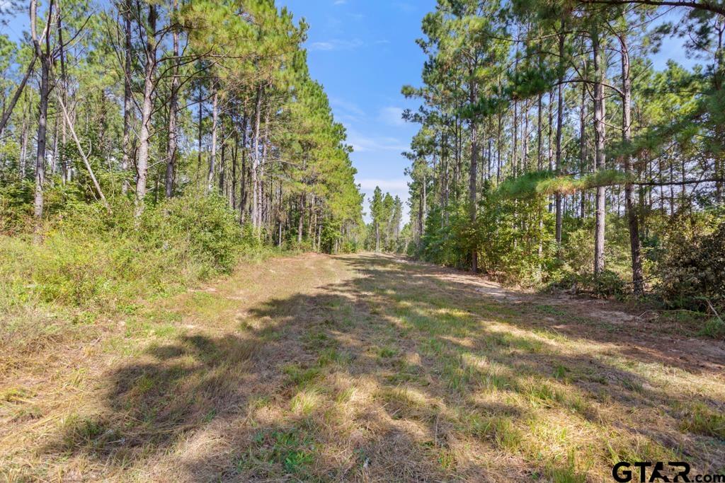 5379 County Road 385 Tyler, TX 75708 - Photo 32 of 44 a view of backyard with green space