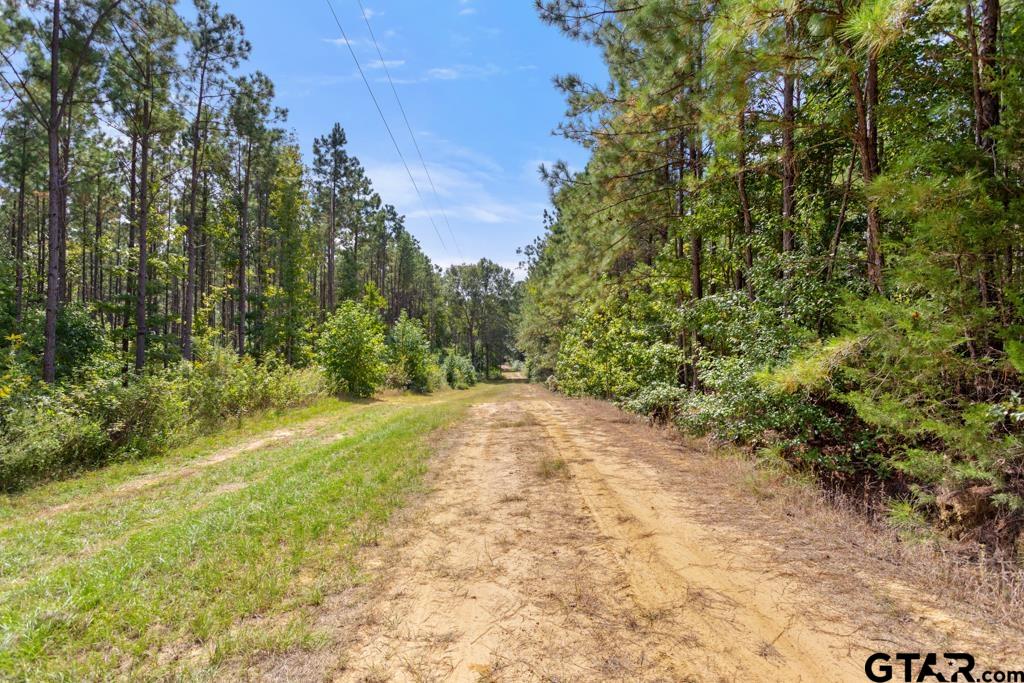 5379 County Road 385 Tyler, TX 75708 - Photo 33 of 44 a view of a yard with a tree