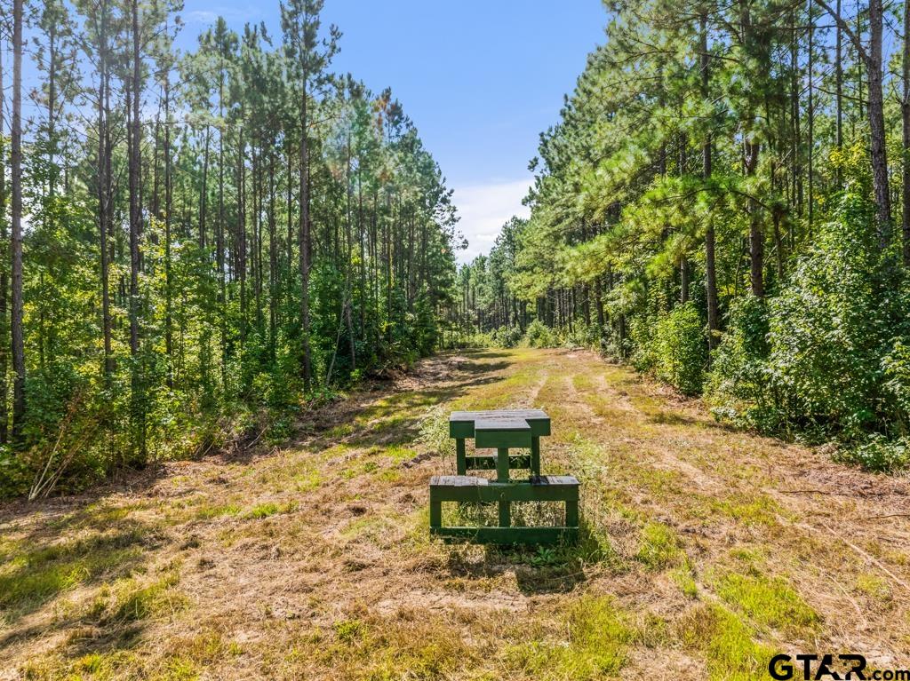 5379 County Road 385 Tyler, TX 75708 - Photo 36 of 44 a view of a yard with plants