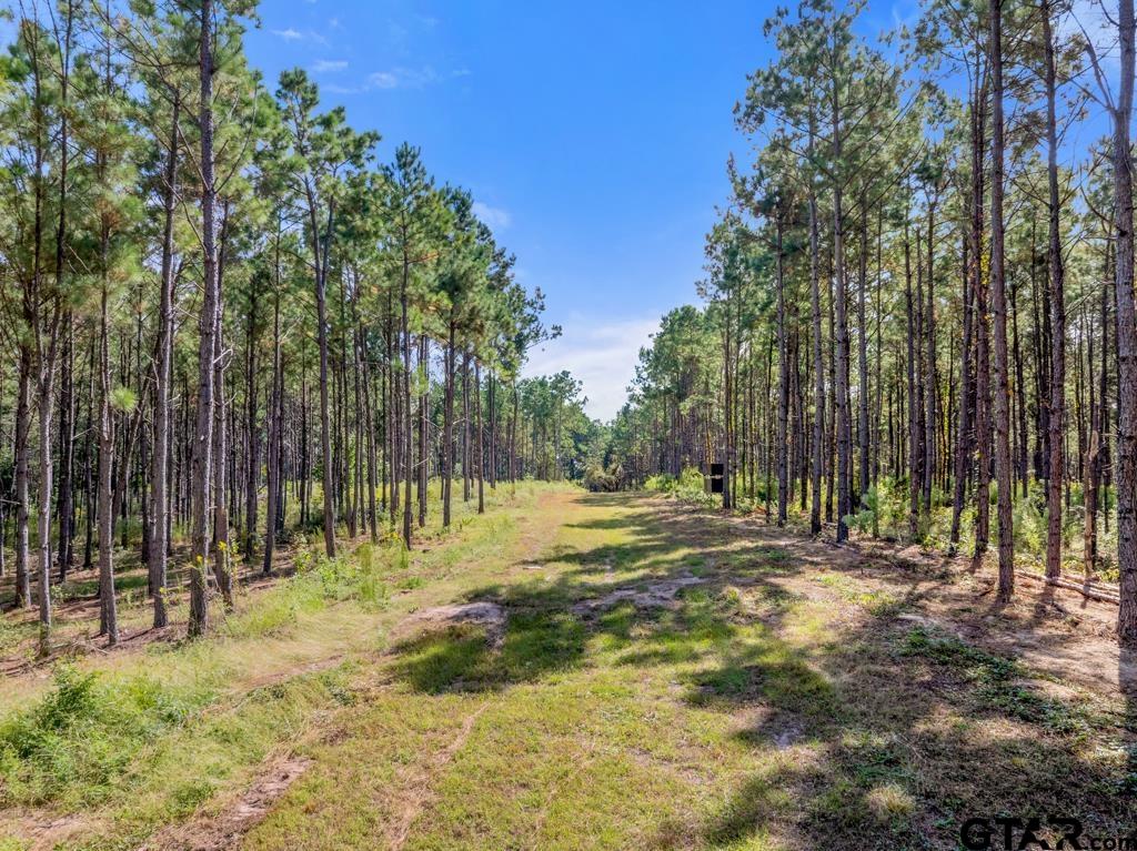 5379 County Road 385 Tyler, TX 75708 - Photo 5 of 44 a view of a yard with trees