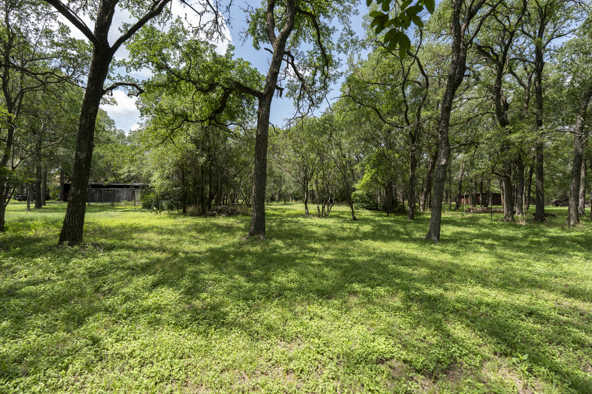 3511 Wyldwood Road Austin, TX 78739 - Photo 6 of 40 View of green lawn