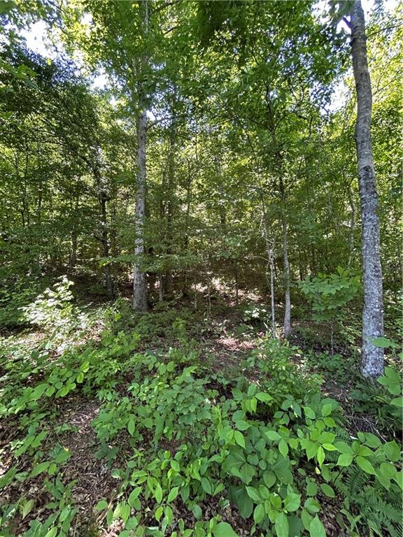 0 Sawtooth Place Carnesville, GA 30521 - Photo 17 of 20 a view of a lush green forest